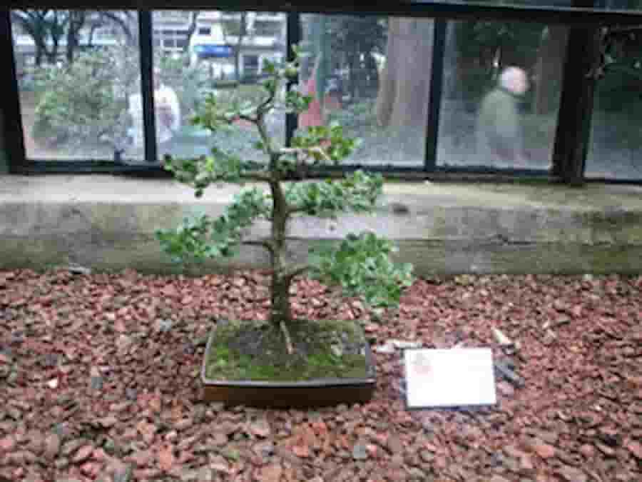 Bonsai significa cultivo en bandeja