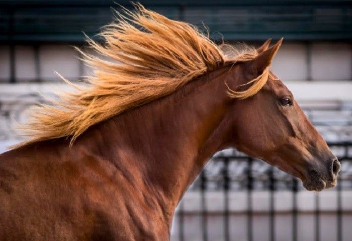 caballos