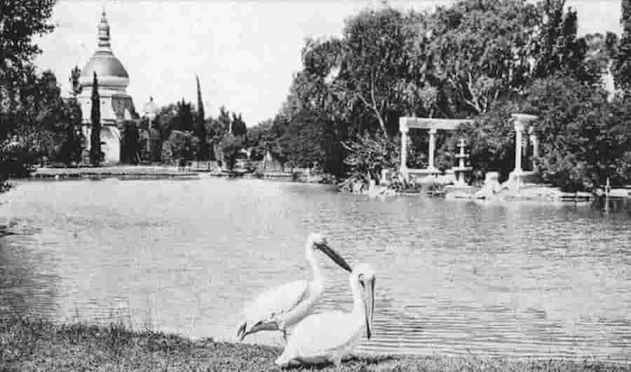 a couple of pelicans near a lake