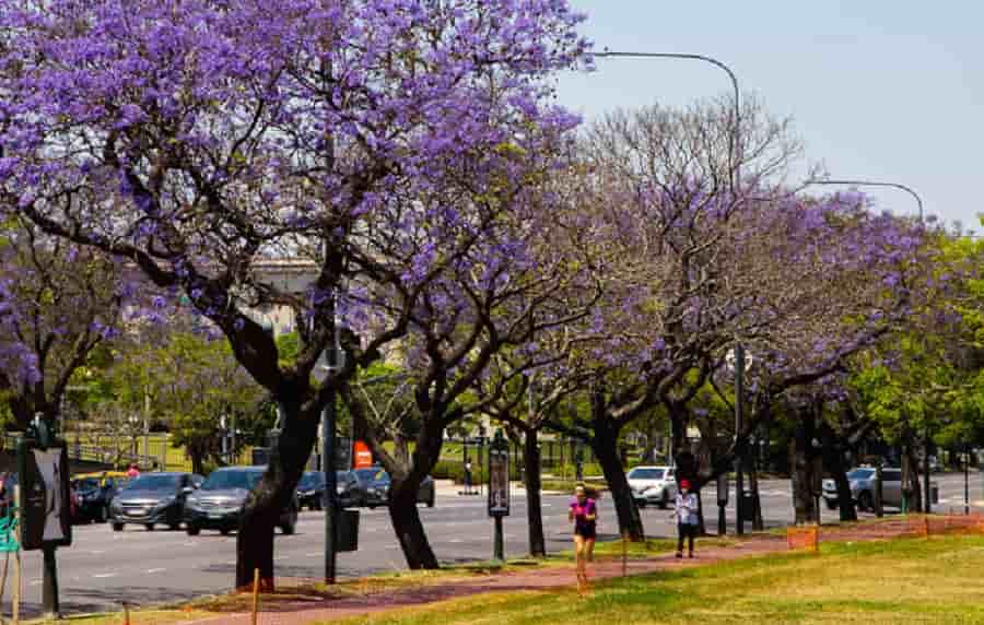 jacarandá