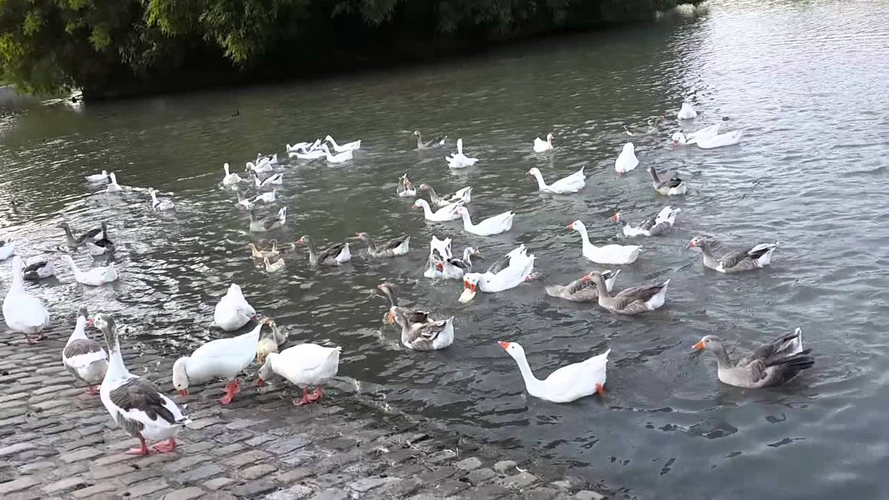 Video Thumbnail: Patos de Palermo.  Lago de Regatas. Bosques de Palermo