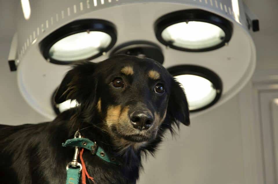 Día del Animal perro