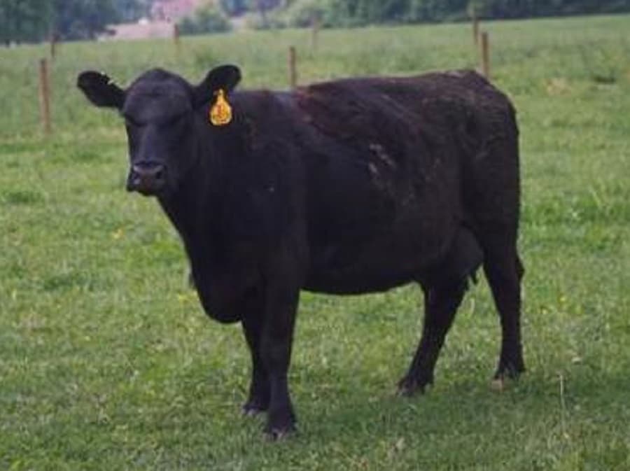 Angus