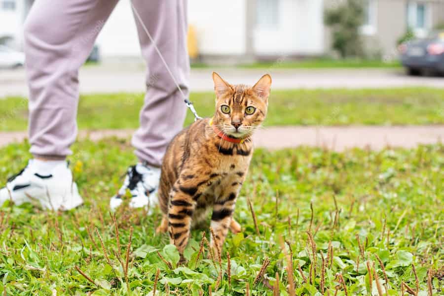 gato (2)