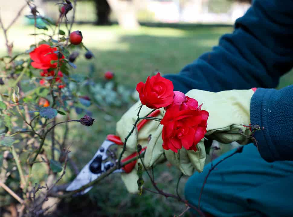 28_Rosedal_Parque_Chacabuco_Poda (1)