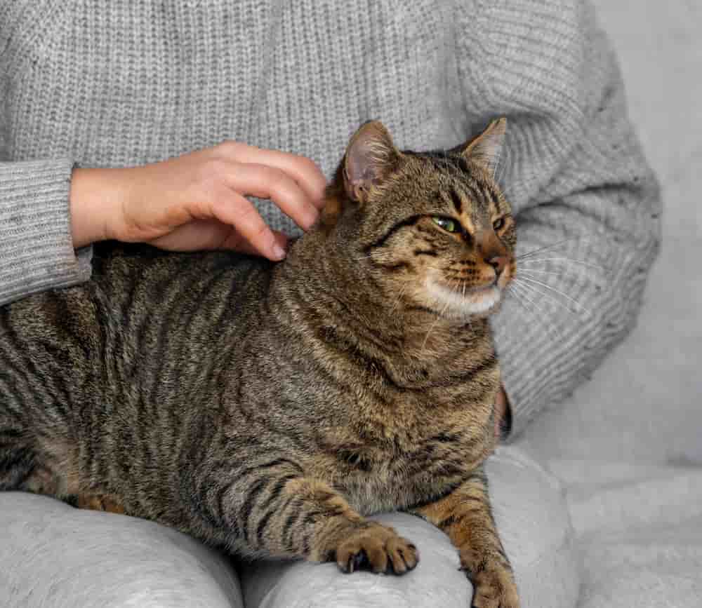 gato