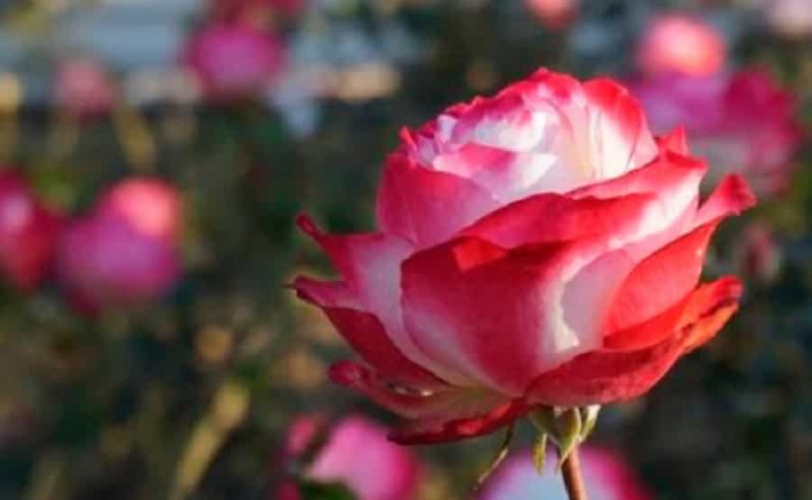 rosa rosas rosedal (1)