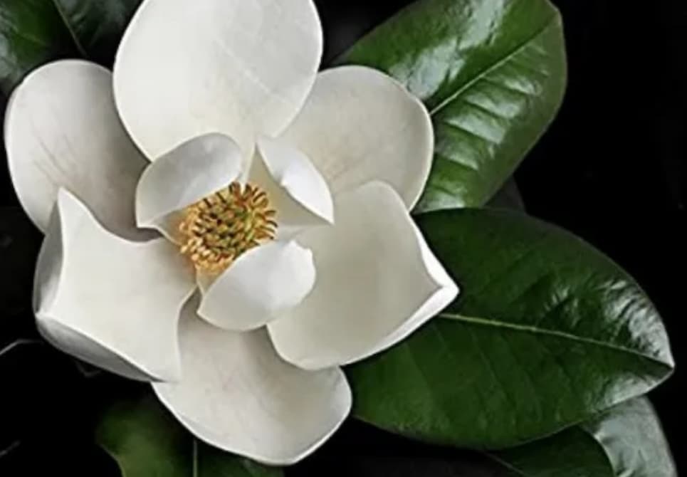 magnolia5 (1)