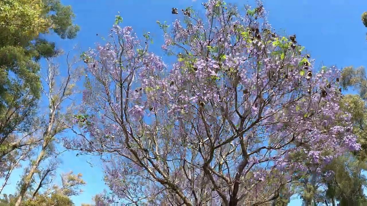 Miniatura del vídeo: Jacarandas de los Bosques de Palermo floreciendo
