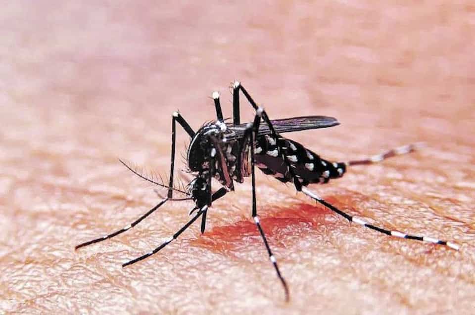 Dengue1