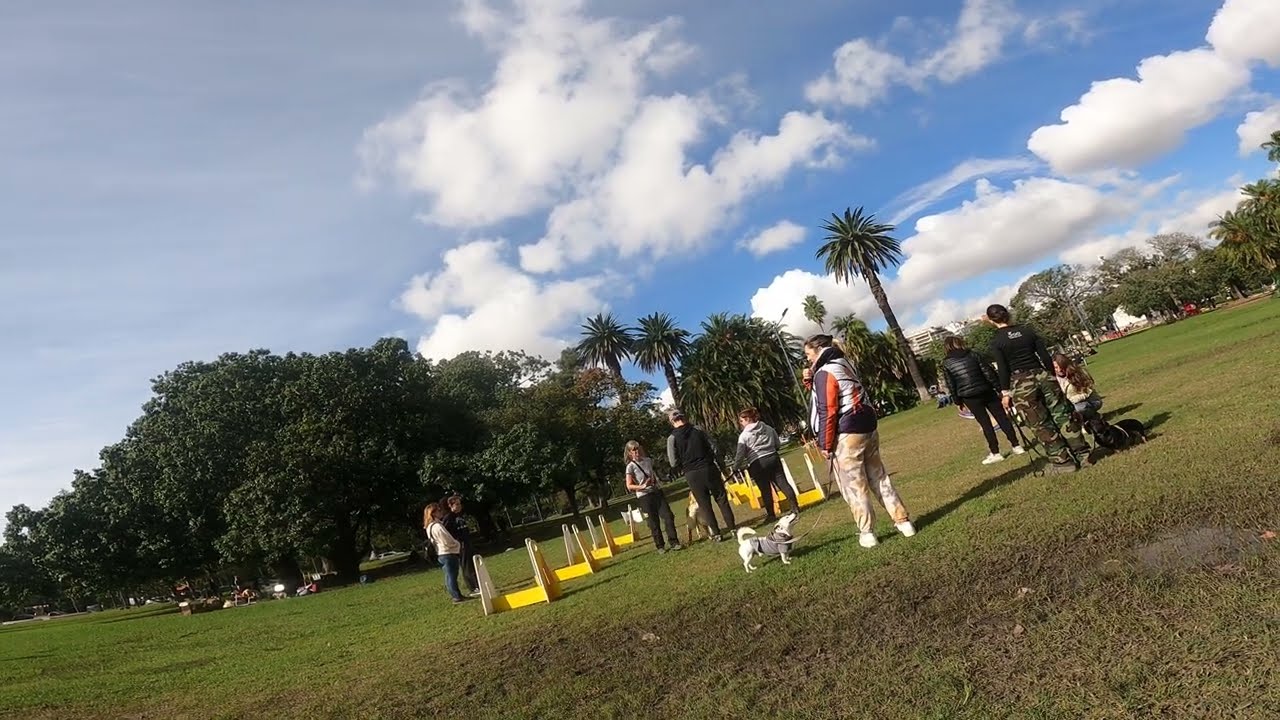 Miniatura del vídeo: Educación canina en Palermo