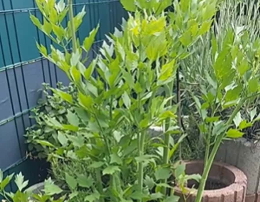 Oregano1