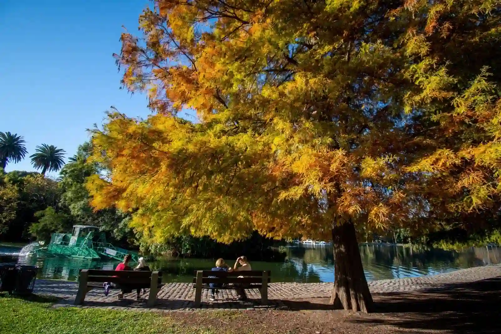 Palermo arbol bosuqes