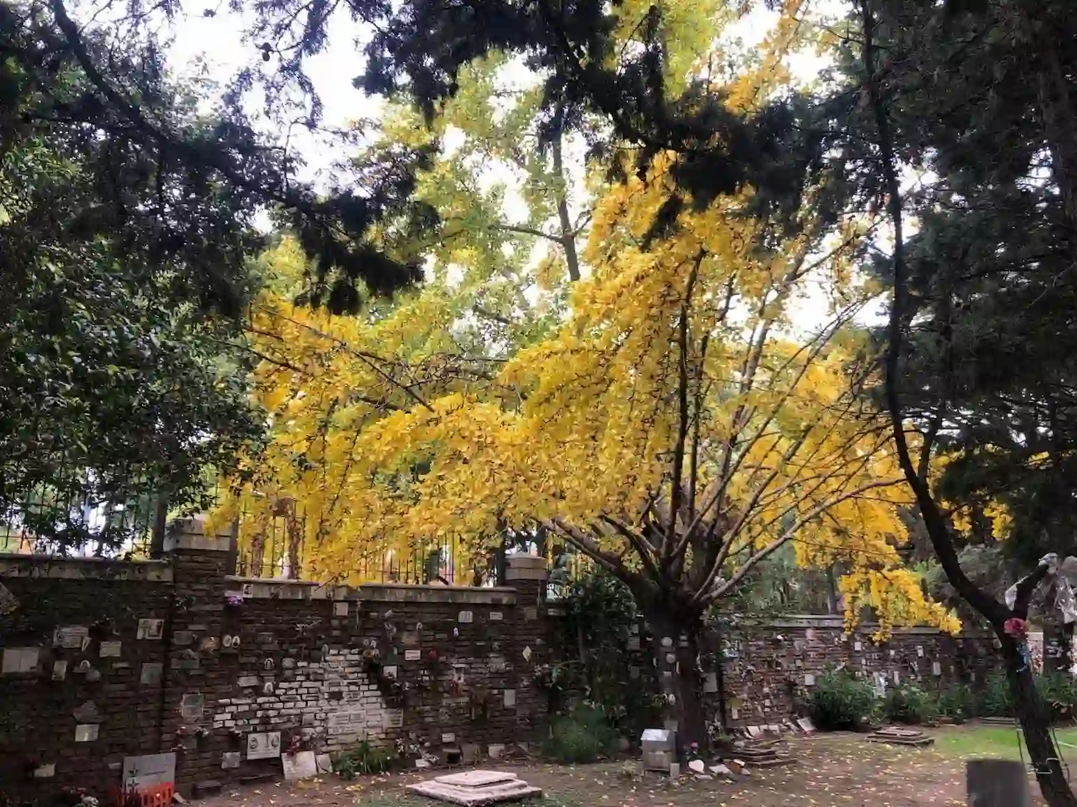 El árbol dorado que transforma Buenos Aires antes del invierno