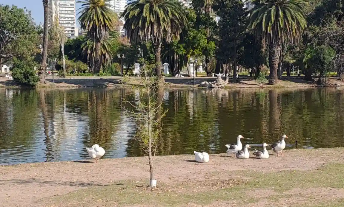Los gansos del Rosedal los viejos dueños silenciosos de Palermo