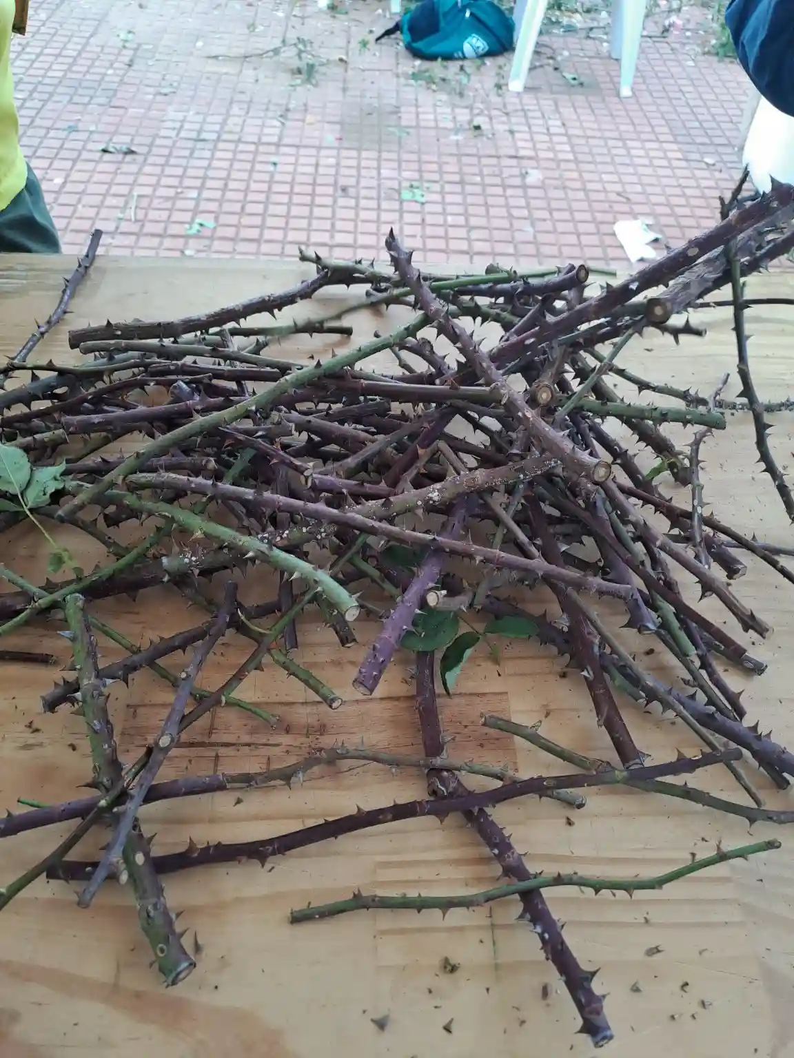 Cómo plantar los esquejes de rosas