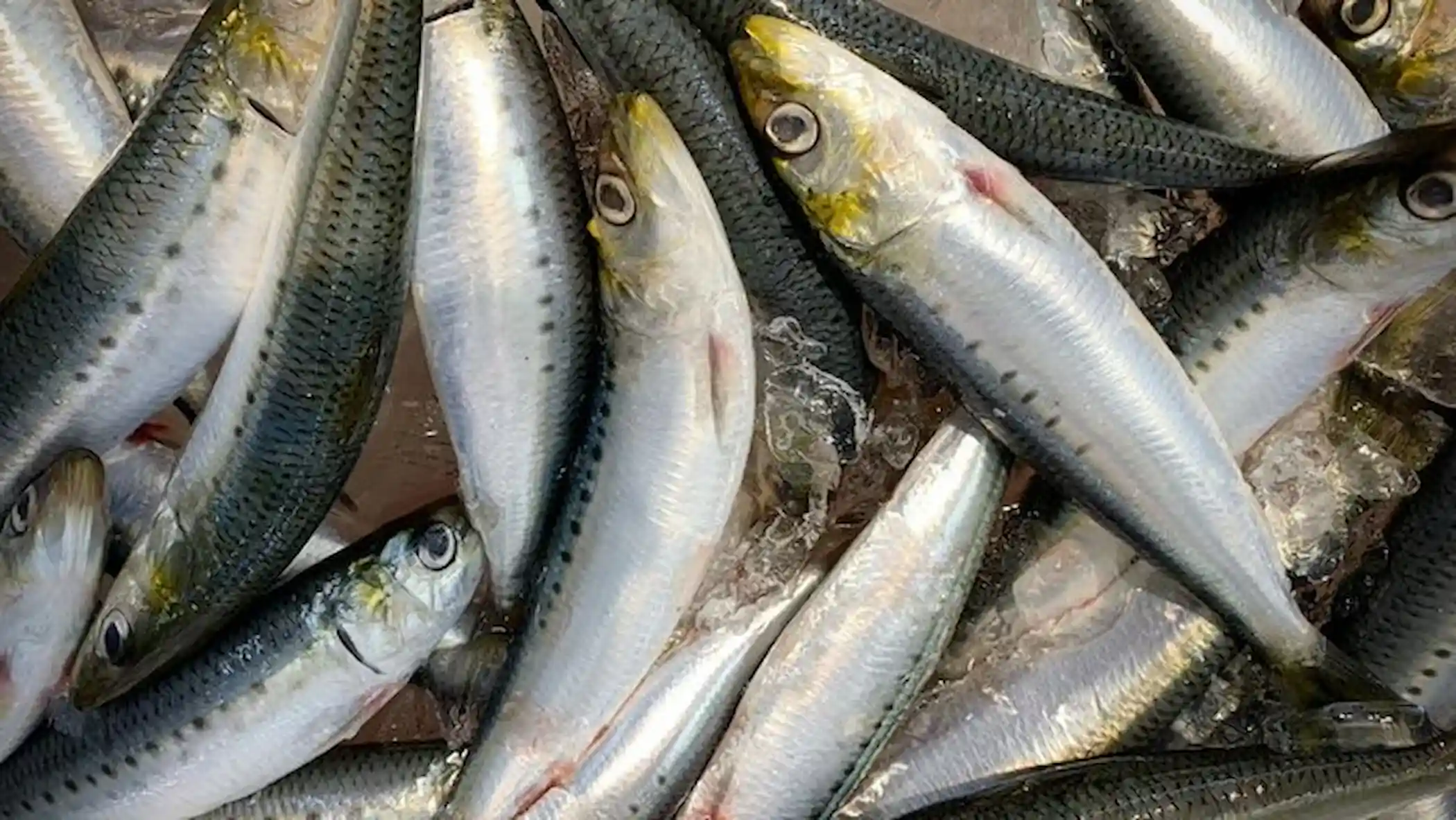 Sardinas Sardinas