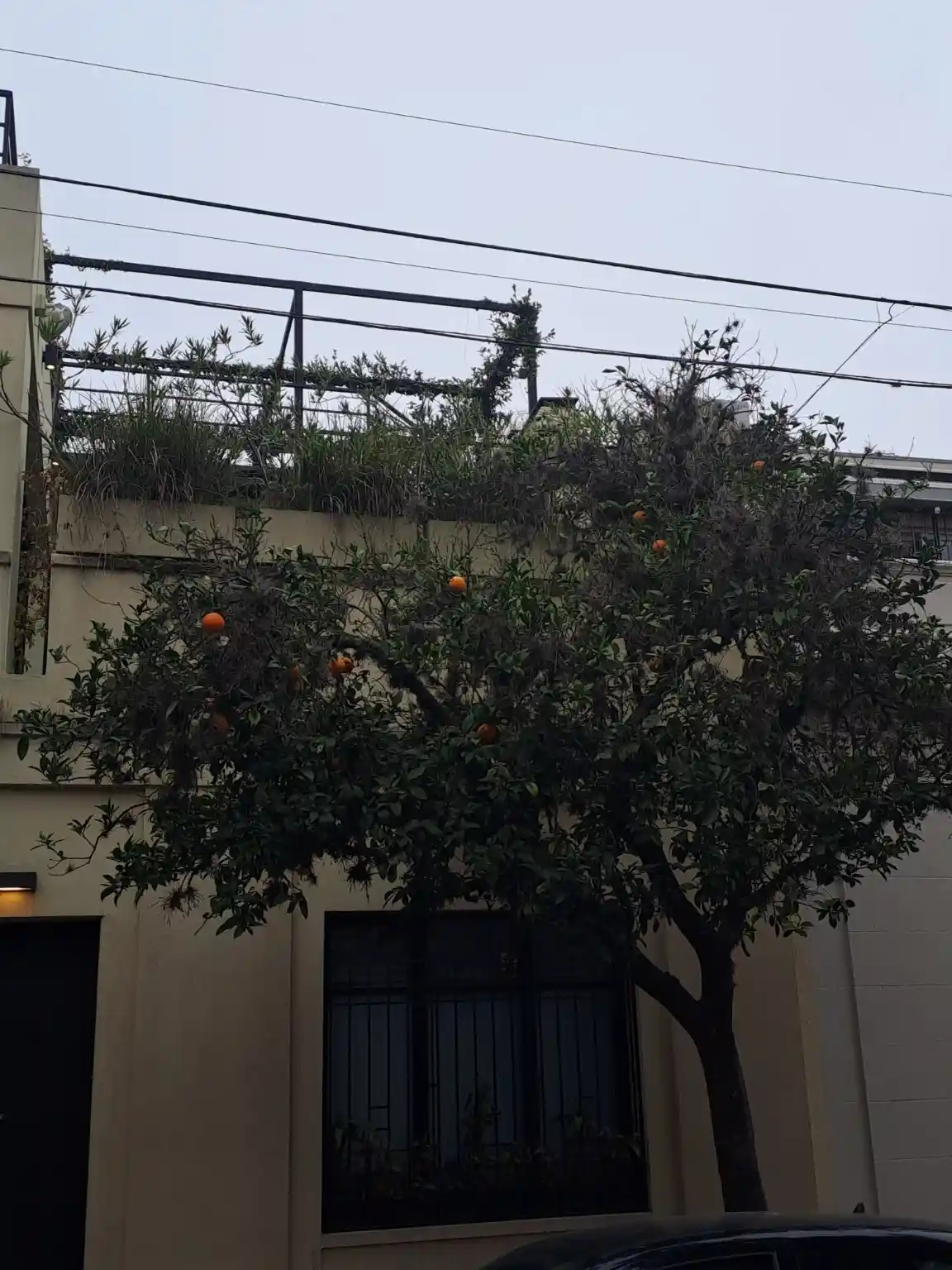 Voltaire y los naranjos amargos el perfume que resiste en Palermo Hollywood