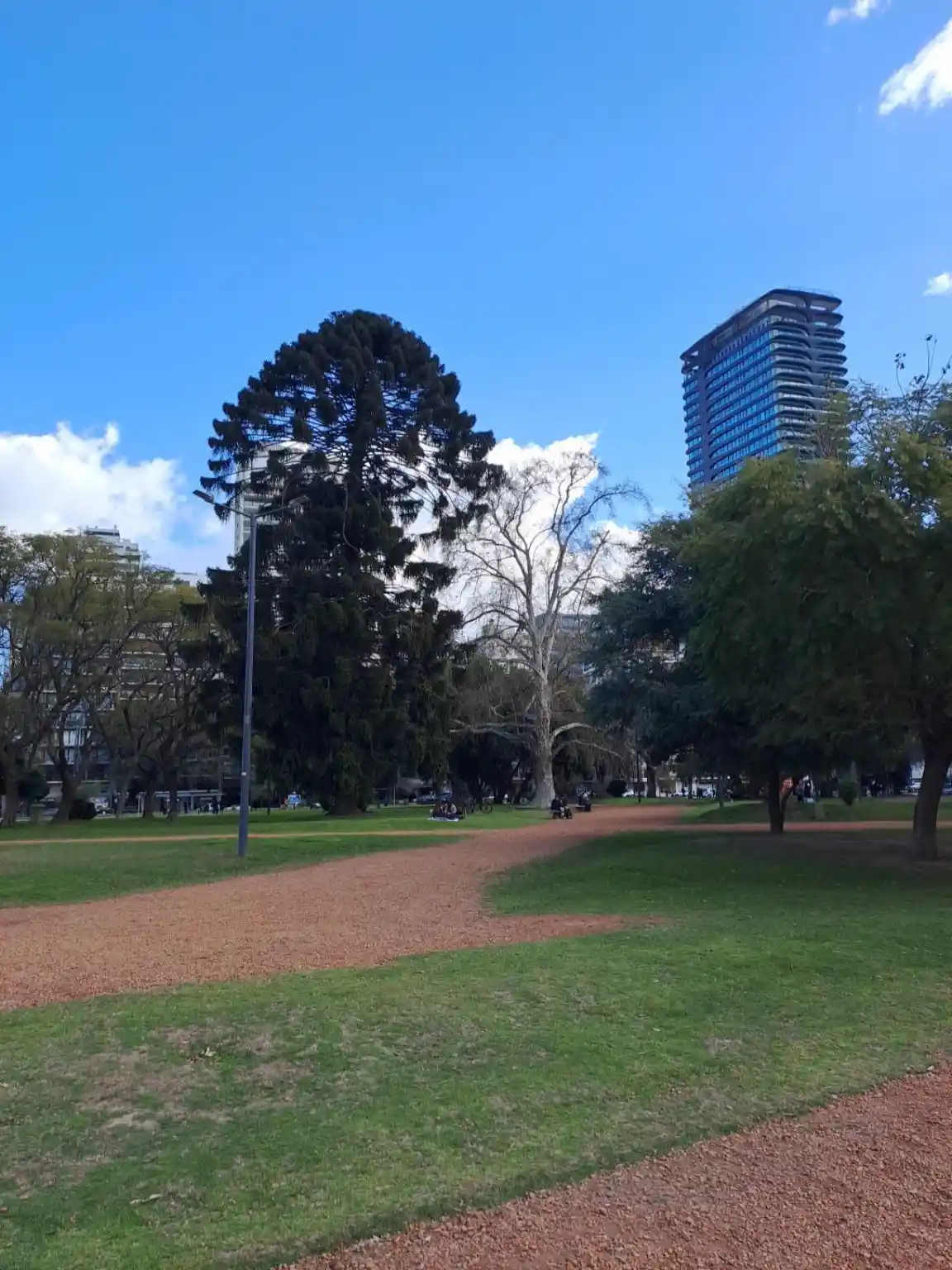 araucuariaa