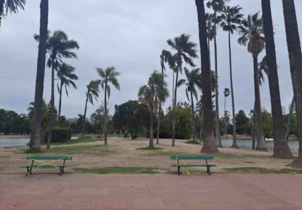 Palmeras (1)