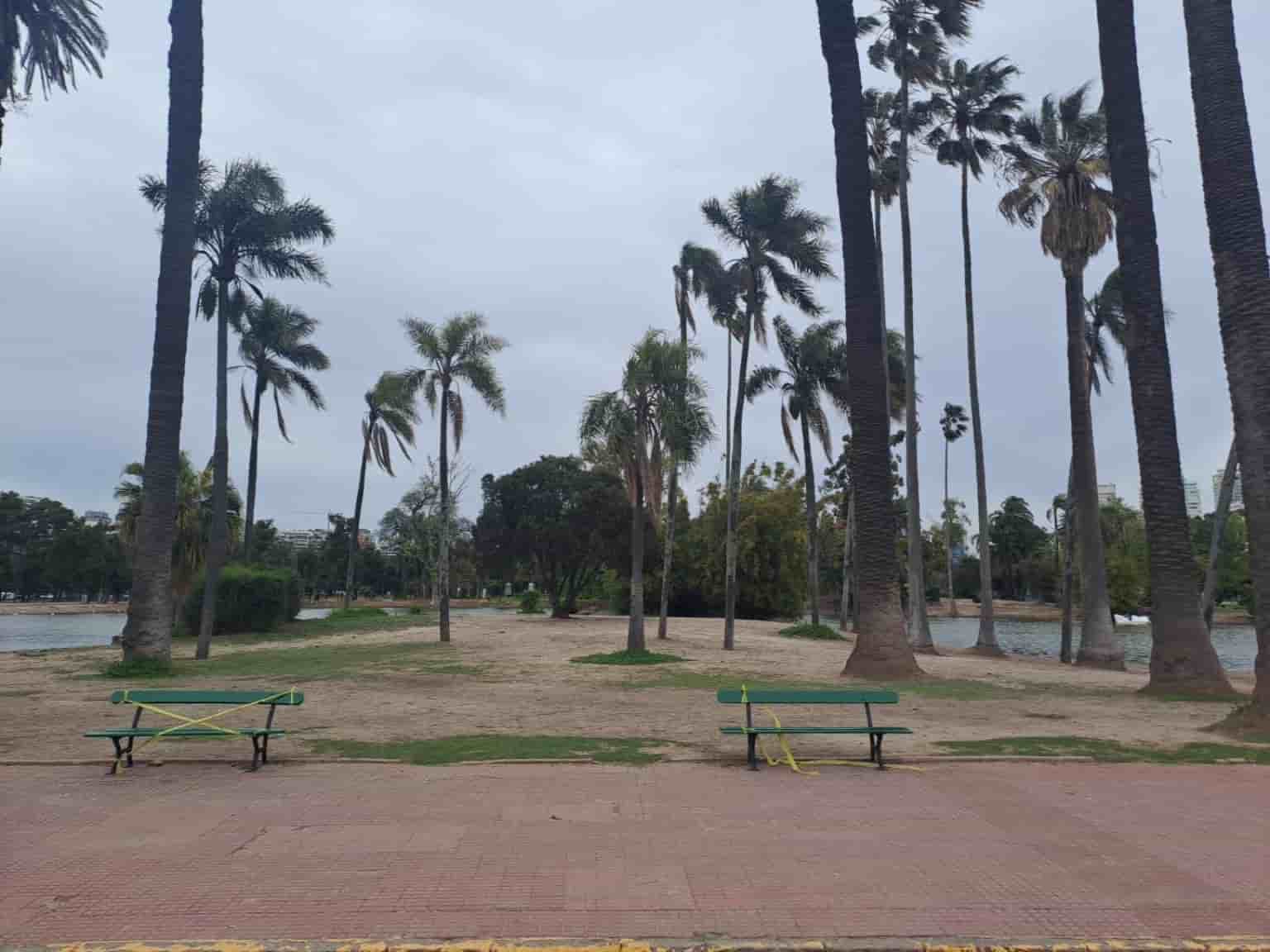 Palmeras (1)